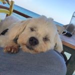 Profile Picture of Bianca Ntafos (@paul_der_malteser) on Instagram