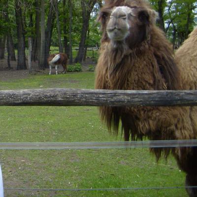 Profile Picture of Bartos Ádám (@adambartos4) on Twitter