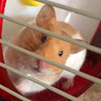 Profile Picture of Amelia Fueglein (@amelia-fueglein) on Quora