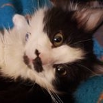 Profile Picture of Milo Craig (@milo_lil_kitty) on Instagram