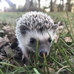 Profile Picture of Chad (@chadwickthehedgehog) on Instagram