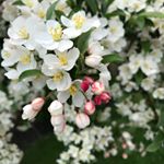 Profile Picture of Diane Pineault (@dpmercier) on Instagram