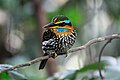 Profile Picture of Spotted wood kingfisheron Wikipedia