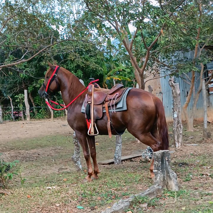 Profile Picture of Abraham Abrego (@abrahamabrego44) on Tiktok