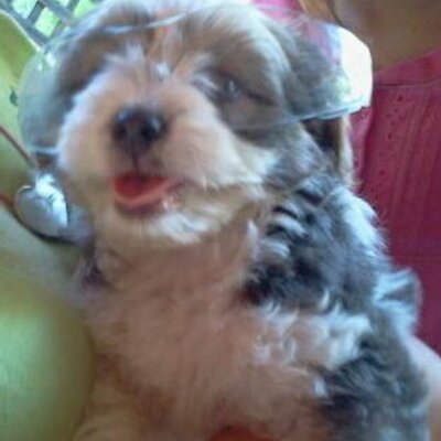 Profile Picture of Amanda Millard (@greenmustache07) on Twitter