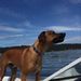 Profile Picture of Robin Oswald (@beemasterrobin) on Pinterest