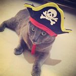 Profile Picture of SIMON | Russian Blue Cat (@simonblue10) on Instagram