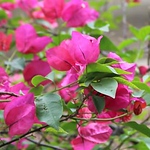 Profile Picture of Gabriela P?rez (@gabriela.perez.reyes) on Flickr