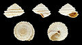 Obelus despreauxii - Wikipedia Profile Picture of Obelus despreauxiion Wikipedia