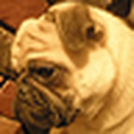 Profile Picture of Milena Romaniuk (@pink pug, ink) on Flickr