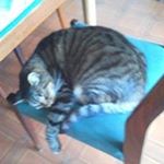 Profile Picture of thomas lamarre (@lamarre.t) on Instagram