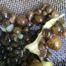 Profile Picture of Công Biển Nguyễn (@CngbinNguyn1) on Twitter