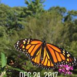 Profile Picture of Deb Hazen (@debhazen) on Instagram