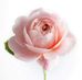 Profile Picture of Carol Renfroe (@carol.renfroe.31) on Facebook