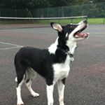 Profile Picture of Toby (@toby_collie_coates) on Instagram