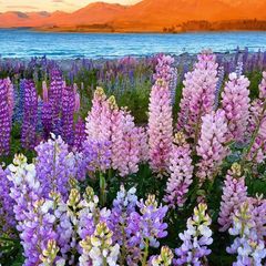 Profile Picture of ernestinascigliano (@ernestinascigliano) on Tiktok