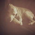 Profile Picture of Haley Newby (@snoop_turntle) on Instagram