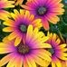 Profile Picture of Connie Stibbe (@connie.stibbe) on Facebook