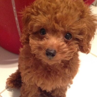 Profile Picture of Jingwei Zhang (@CuthbertZhang) on Twitter