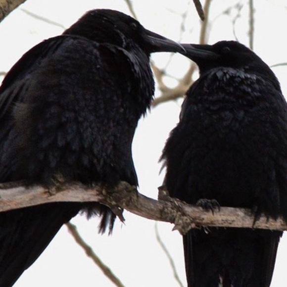 Profile Picture of Jamila James (@darkdoves) on Poshmark