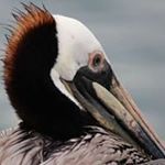 Profile Picture of Tracey Sharp (@srtsharp) on Instagram