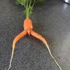 Profile Picture of CraigtheCarrot (@@craigthecarrotiscool) on Tiktok