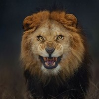 Profile Picture of Amirali Moghisi (@amirali-moghisi) on Quora