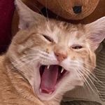 Profile Picture of Tiblet (@tyler.ross.spam) on Instagram
