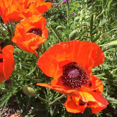 Profile Picture of Elaine Hook (@ed2inspire) on Twitter