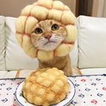 Profile Picture of Ray (@raykwong) on Instagram