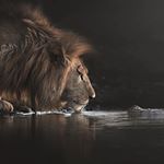 Profile Picture of lion.of.the.woods (@lion.savannah) on Instagram