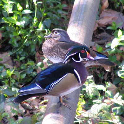 Profile Picture of Stevens Creek Birds (@stevenscrkbirds) on Twitter