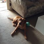 Profile Picture of William Sheldon (@stehenie.sheldon31) on Instagram