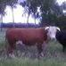 Profile Picture of Sherry Melcher (@sherry.melcher.77) on Facebook