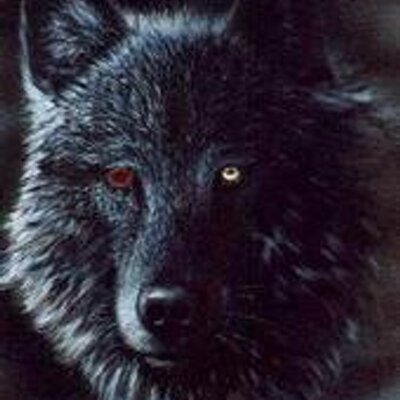 Profile Picture of Mark Sutliff (@Darkwolf3x7) on Twitter