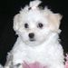 Profile Picture of Lynn Wilson Aaron (@dlaaron) on Pinterest