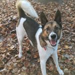 Profile Picture of Wayne Bennett (@jenson_dog_and_i) on Instagram