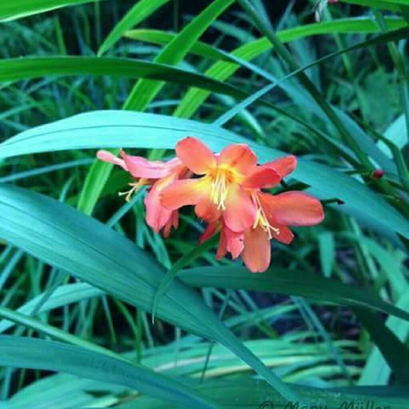 Profile Picture of Zakia Hachami (@zakiazakia) on Poshmark