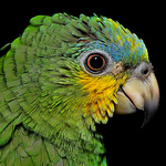 Profile Picture of Khalid Barrow (@elmer the fudd) on Flickr