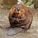 Profile Picture of bob the beaver (@bob.the.beaver) on Instagram