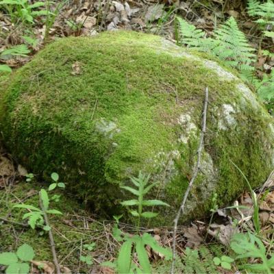 Profile Picture of Morse Cody (@ZenNapper) on Twitter