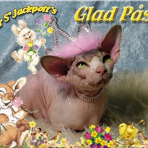 Profile Picture of Adam Pask (@shilpa_poppadom) on Myspace