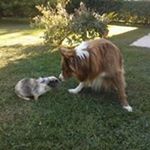 Profile Picture of Thomas Spagnolo (@thomas.spagnolo) on Instagram