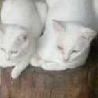 Profile Picture of Loridasilva (@Loridasilva9) on Twitter