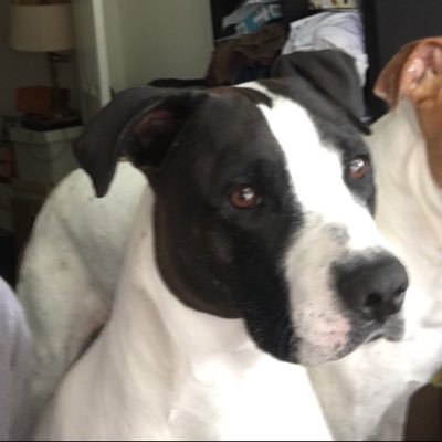 Dan Kuhlman - Twitter Profile Picture of Dan Kuhlman (@dankuhlman6) on Twitter