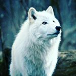 Profile Picture of Nathan Bonnar (@major_rager13) on Instagram