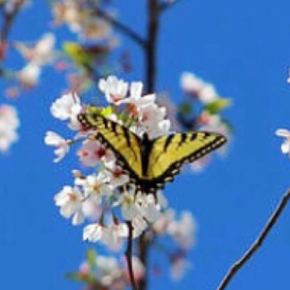 Profile Picture of Brooke Compagnone (@compagnones) on Poshmark