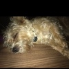 benny vaillancourt - Tiktok Profile Picture of benny vaillancourt (@@coolrome18) on Tiktok
