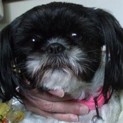 Profile Picture of Pierre Jacques (@therealvexacon) on Twitter