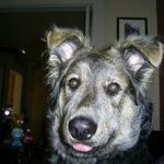 Profile Picture of Tyler Mcdonnell (@ogham82) on Pinterest